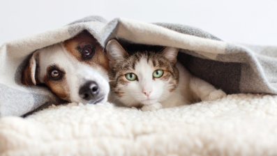 How Pet Care Changes in Colder Seasons
